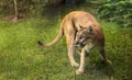 Florida panther Puma concolor coryi blinded by a shotgun